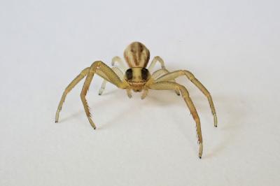 <i>Runcinia grammica</i>