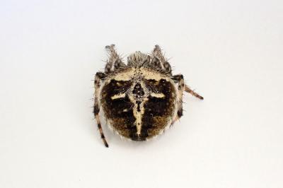 <i>Agalenatea redii</i>