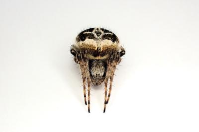 <i>Agalenatea redii</i>