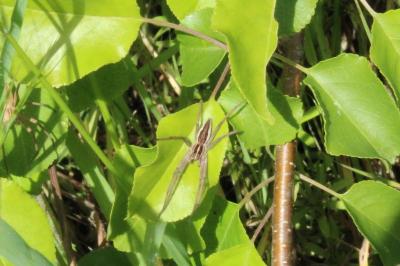 <i>Pisaura mirabilis</i>
