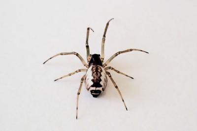 <i>Frontinellina frutetorum</i>