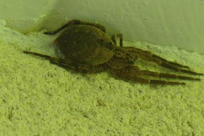 <i>Zoropsis spinimana</i>