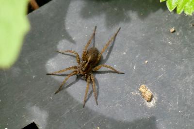 <i>Pardosa</i>