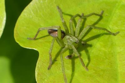 <i>Micrommata ligurina</i>