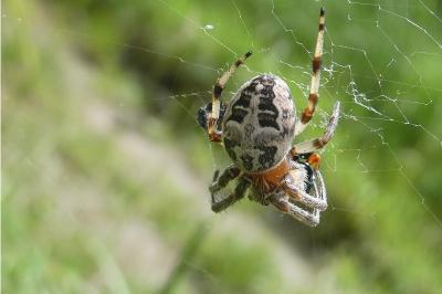 <i>Larinioides cornutus</i>