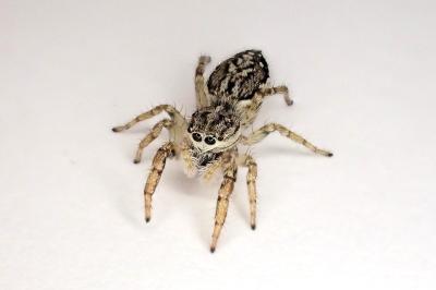 <i>Pseudicius encarpatus</i>