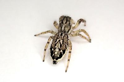 <i>Pseudicius encarpatus</i>