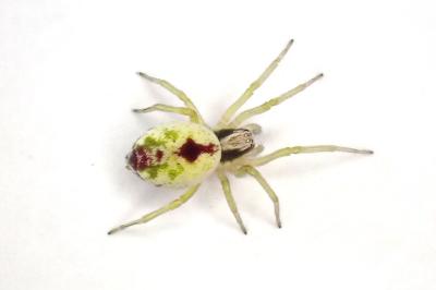 <i>Nigma puella</i>
