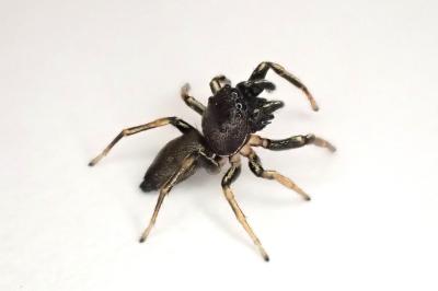 <i>Heliophanus cupreus</i>
