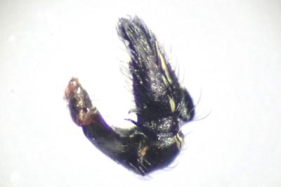 <i>Heliophanus cupreus</i>