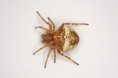 <i>Gibbaranea bituberculata</i>