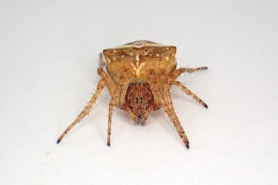 <i>Gibbaranea bituberculata</i>