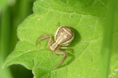 <i>Xysticus</i>