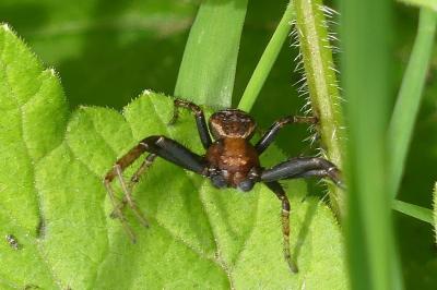 <i>Xysticus</i>