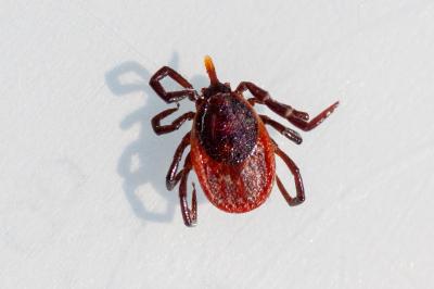 <i>Ixodes ricinus</i>