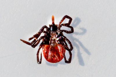 <i>Ixodes ricinus</i>