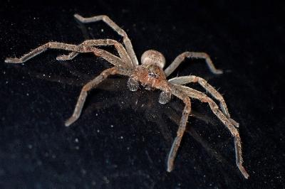 <i>Olios argelasius</i>