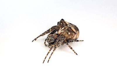 <i>Gibbaranea bituberculata</i>