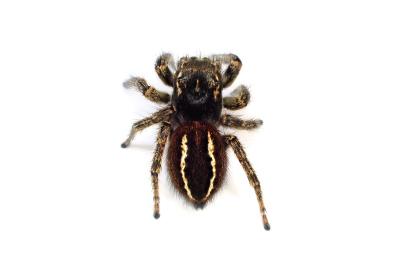 <i>Philaeus chrysops</i>