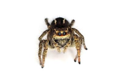 <i>Philaeus chrysops</i>