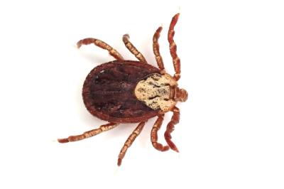 <i>Dermacentor marginatus</i>