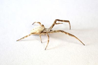 <i>Uloborus walckenaerius</i>