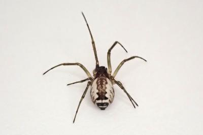 <i>Frontinellina frutetorum</i>