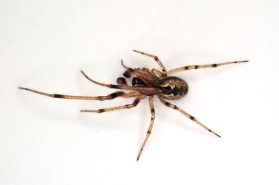 <i>Kochiura aulica</i>