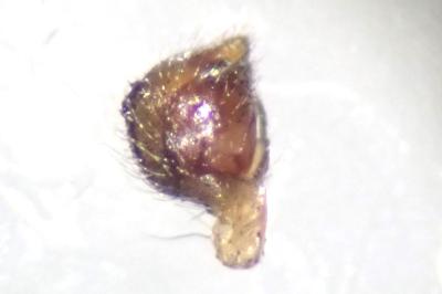 <i>Kochiura aulica</i>