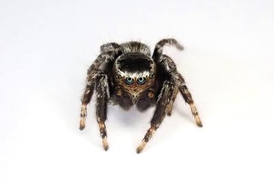 <i>Evarcha laetabunda</i>