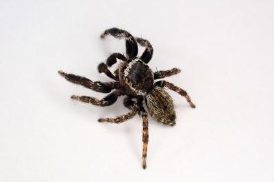 <i>Evarcha laetabunda</i>