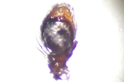 <i>Evarcha laetabunda</i>