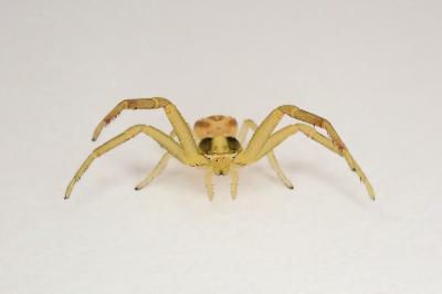 <i>Runcinia grammica</i>