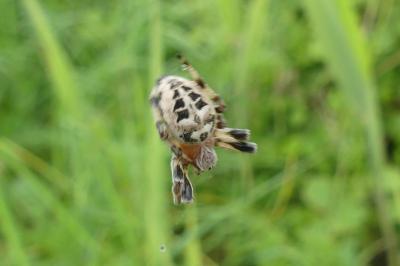 <i>Larinioides cornutus</i>