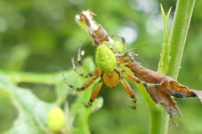 <i>Araniella</i>