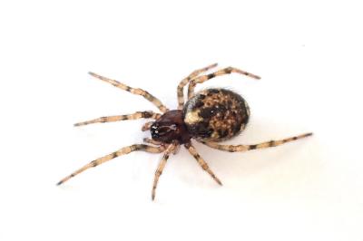 <i>Enoplognatha mandibularis</i>