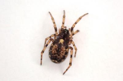 <i>Enoplognatha mandibularis</i>