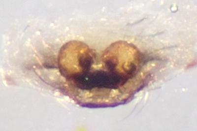 <i>Enoplognatha mandibularis</i>