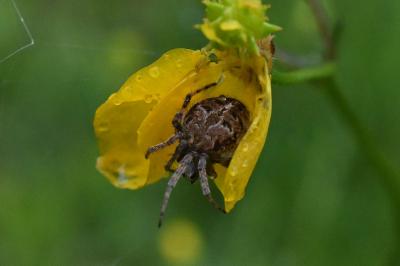 <i>Agalenatea redii</i>
