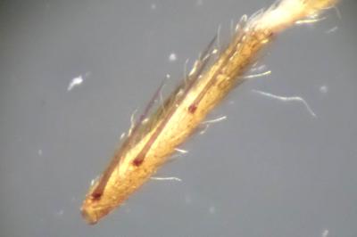 <i>Zora spinimana</i>