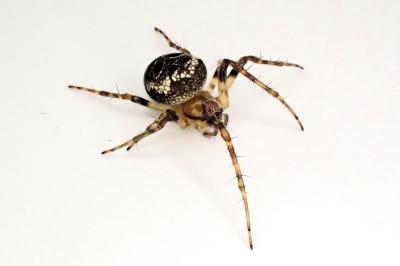 <i>Zilla diodia</i>