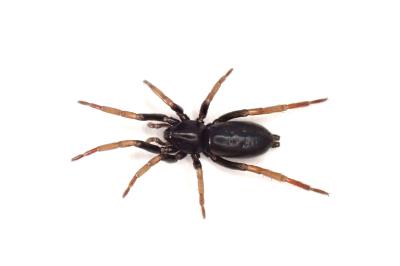 <i>Trachyzelotes pedestris</i>