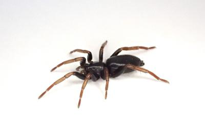 <i>Trachyzelotes pedestris</i>