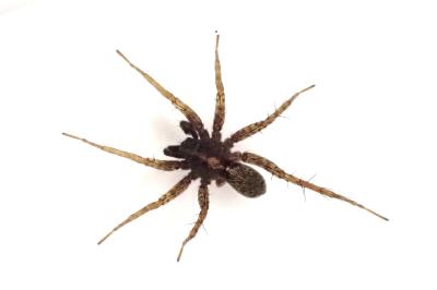 <i>Pardosa hortensis</i>