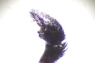<i>Pardosa hortensis</i>