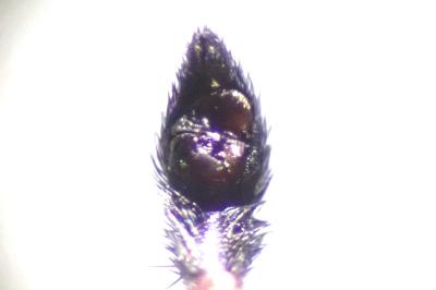 <i>Pardosa hortensis</i>