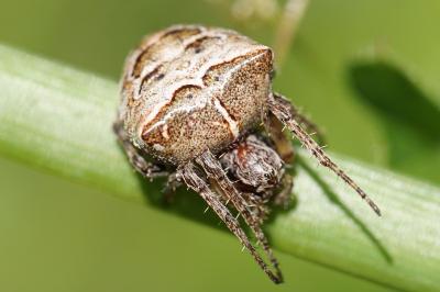 <i>Gibbaranea bituberculata</i>