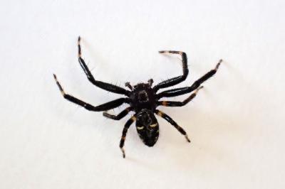 <i>Synema globosum</i>