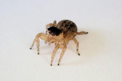 <i>Saitis barbipes</i>