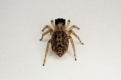 <i>Saitis barbipes</i>